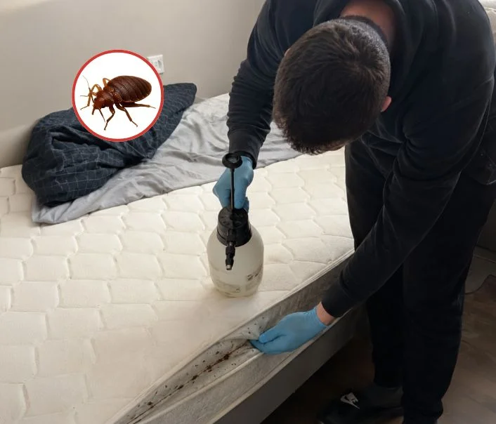 Technicien traitant un matelas contre les punaises de lit à Chaumontel
